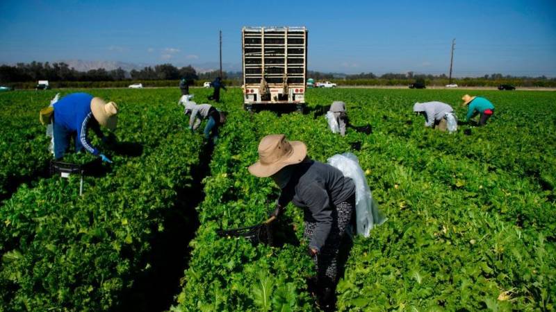 People bent over in a large field filled with rows of vegetables with a large vehicle in the background.