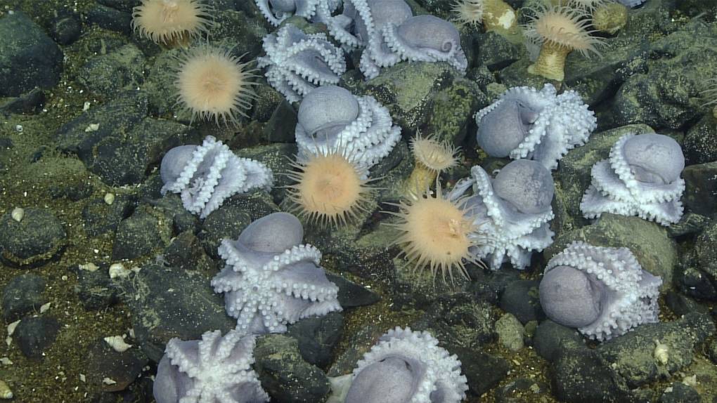 a collection of small octopus gathered on the sea floor